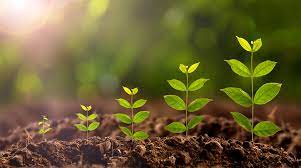 growing